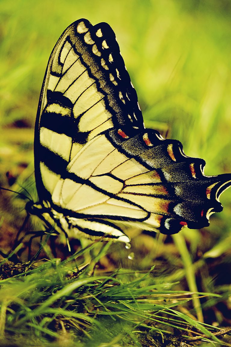 Butterfly_Main