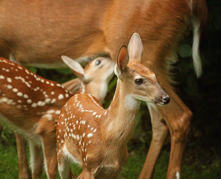 Fawns_with_Mama_Main