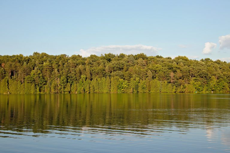 Green Trees Across the Lake