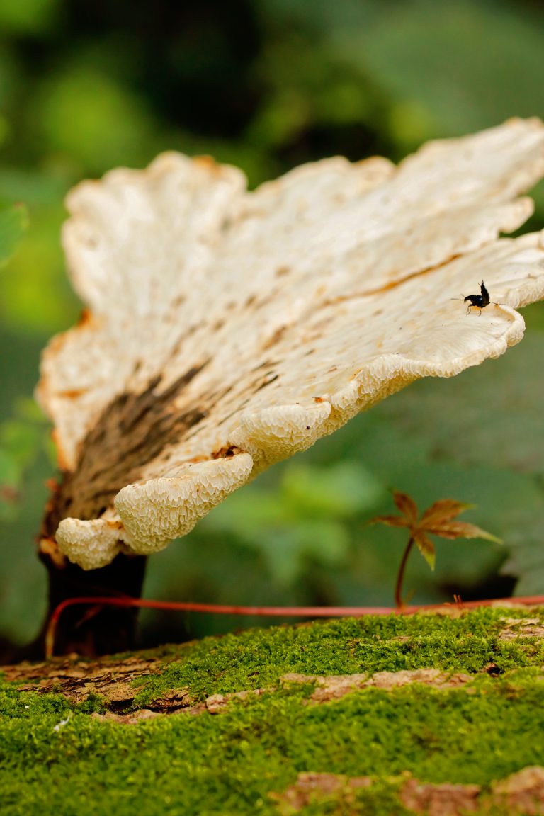 Mushroom Hanging Over Leaf1