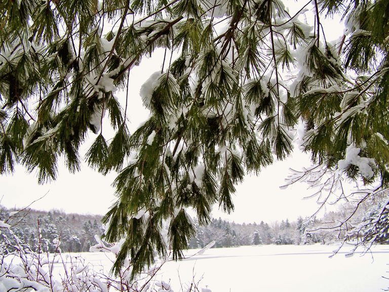 Snow_scene-pines_Main