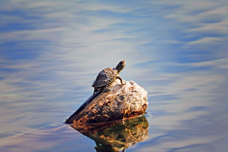 Tiny Turtle on a Rock
