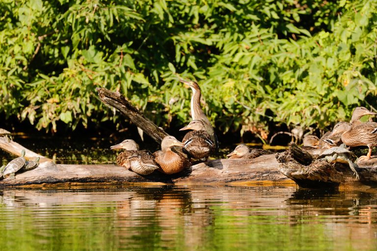 Turtles, Ducks and Green Heron on a log